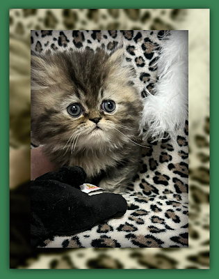 Oliver